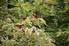 Monarch Butterfly Roost in Lake Erie