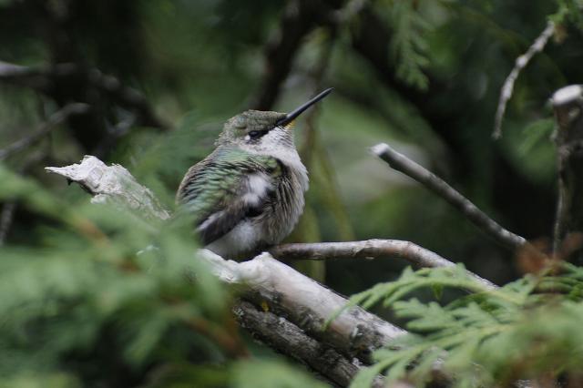 Hummingbird resting on cedar branch