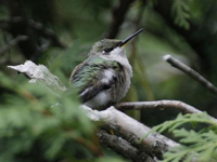 Hummingbird resting on branch