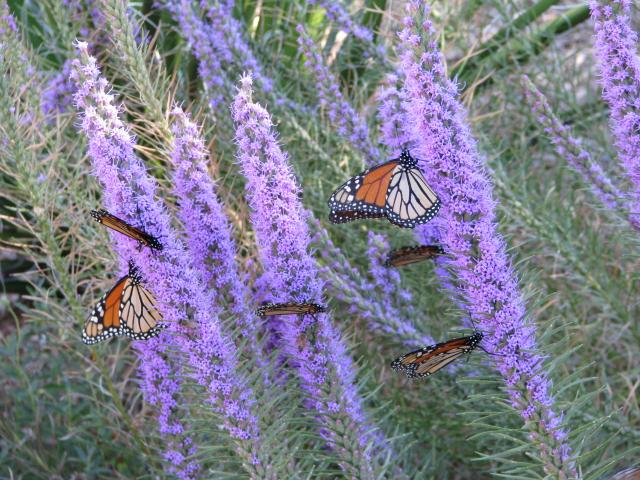 Monarch Butterflies nectaring on liatris in Texas
