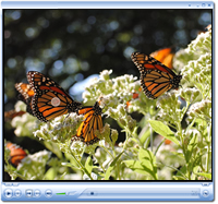 Monarch Butterfly Video