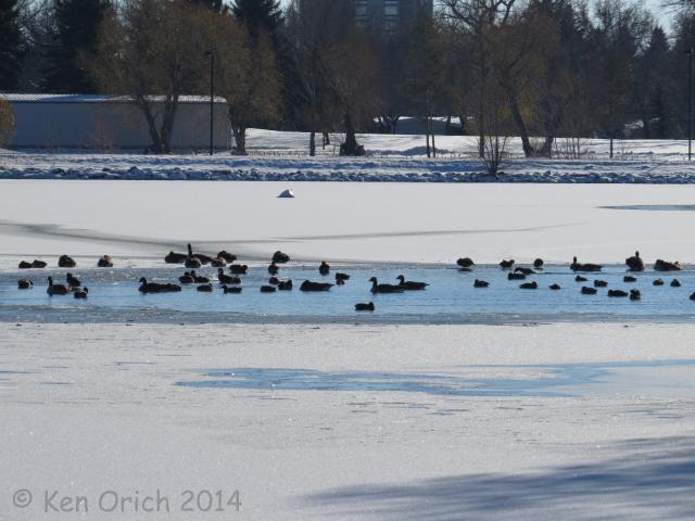 Frozen lake with small opening for birds