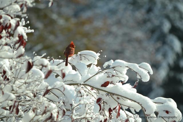 Cardinal male on snow-covered branch