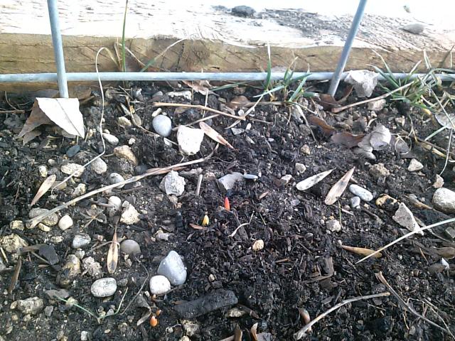 emerging tulips!