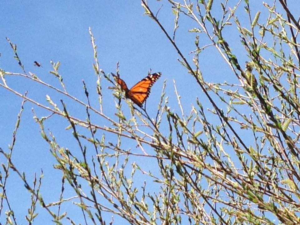 Early Monarch Butterfly in Minnesota