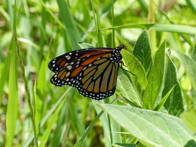 Female monarch butterfly in New York City