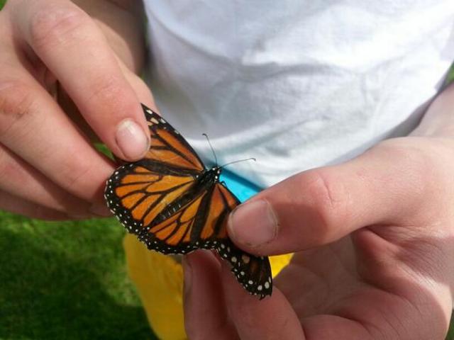 Monarch Butterfly in Waverly, Iowa