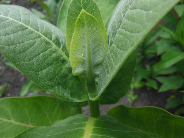 Monarch Butterfly Egg Near Tip of Milkweed Plant