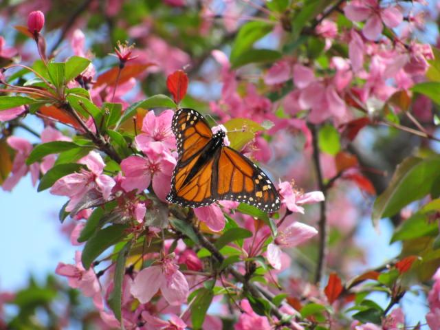 Monarch Butterfly Nectaring on Crab Apple Blossoms