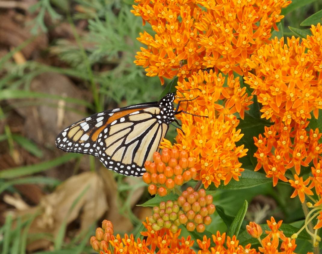 Monarch Butterfly Nectaring on Milkweed