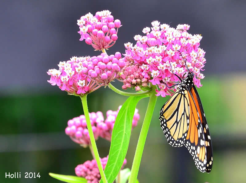 Monarch Butterfly Nectaring from Milkweed