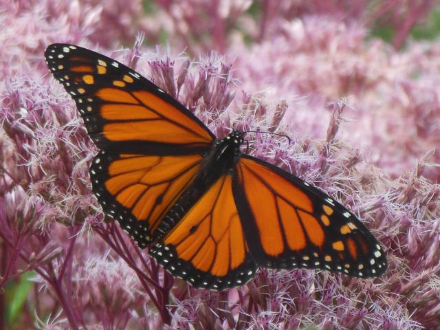 Monarch Butterfly: Why Nectaring Intensely?