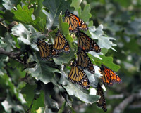 Monarch Butterfly Fall Migration Roost