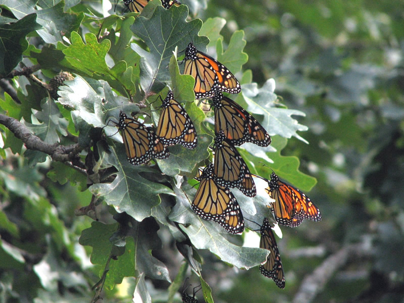 Monarch Butterfly Roost Fall Migration