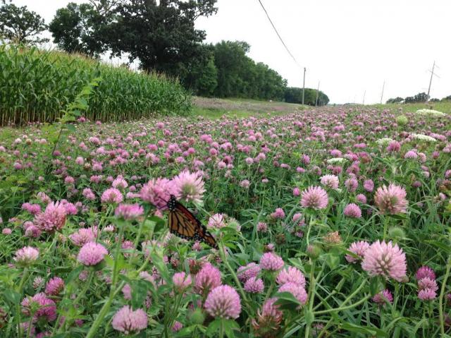 Nectar Corridor for Monarch Butterfly Migration