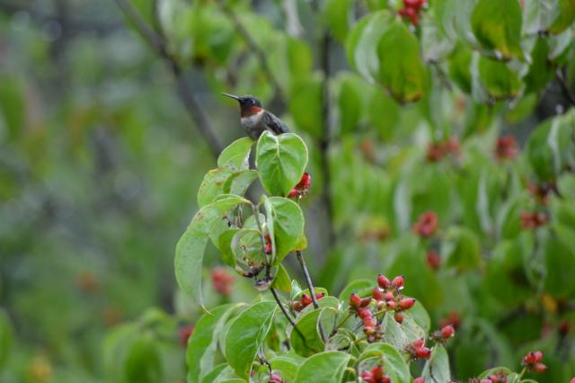Hummingbird: Passing Through