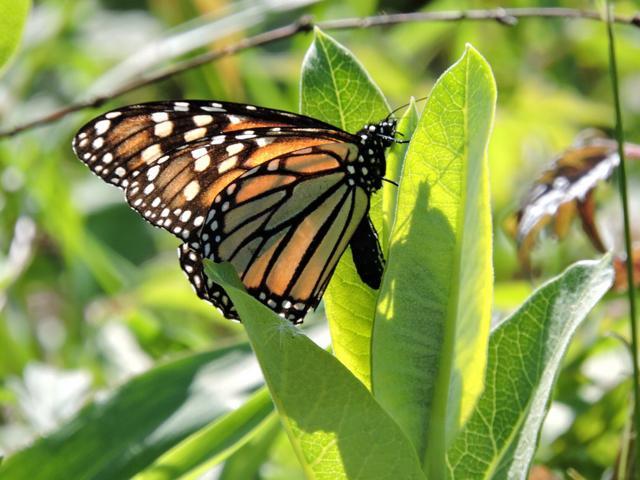 Monarch Butterfly Laying Eggs
