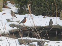 Robins at heated pool in snowy landscape