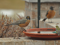 Winter robins near food and water sources