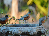 Robins at birdbath