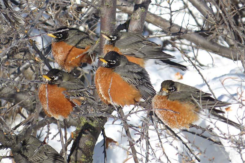 American robins, feathers fluffed for warmth