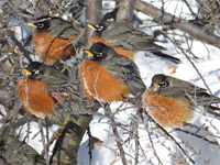 American robins with feathers fluffed for warmth