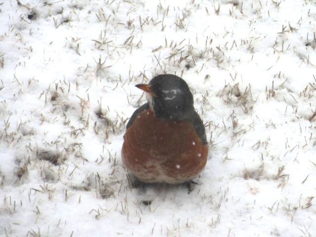 American Robin male sitting in snow