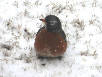 American Robin on snowy ground