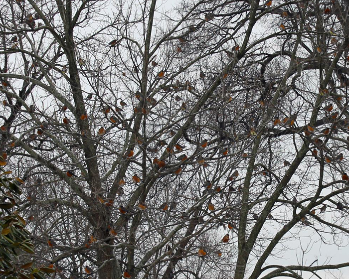 Tree full of winter robins perched on branches
