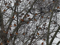 Tree full of robins