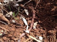 Earthworm 