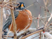 Male American Robin
