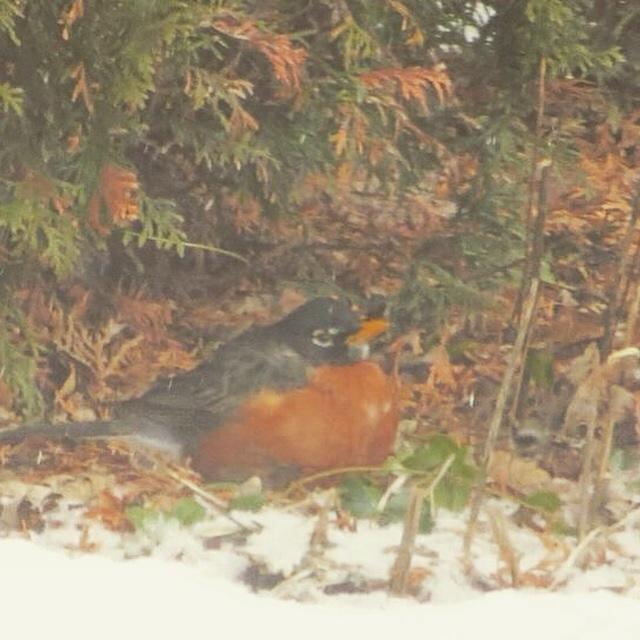 American Robin on ground in snow
