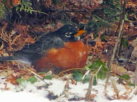 American Robin on ground in snow