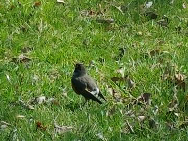 American Robin without a tail