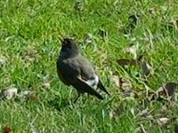 Tail-less American Robin