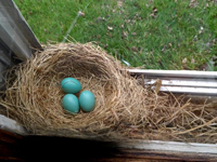 Robin nest with 3 eggs