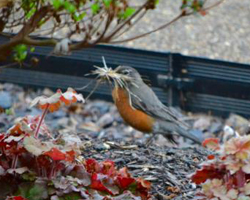 Robin gathering nesting material