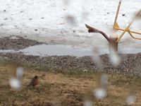 First robins on school playground in Mirimichi, New Brunswick