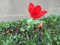 Tulip experiment