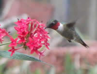 male hummer