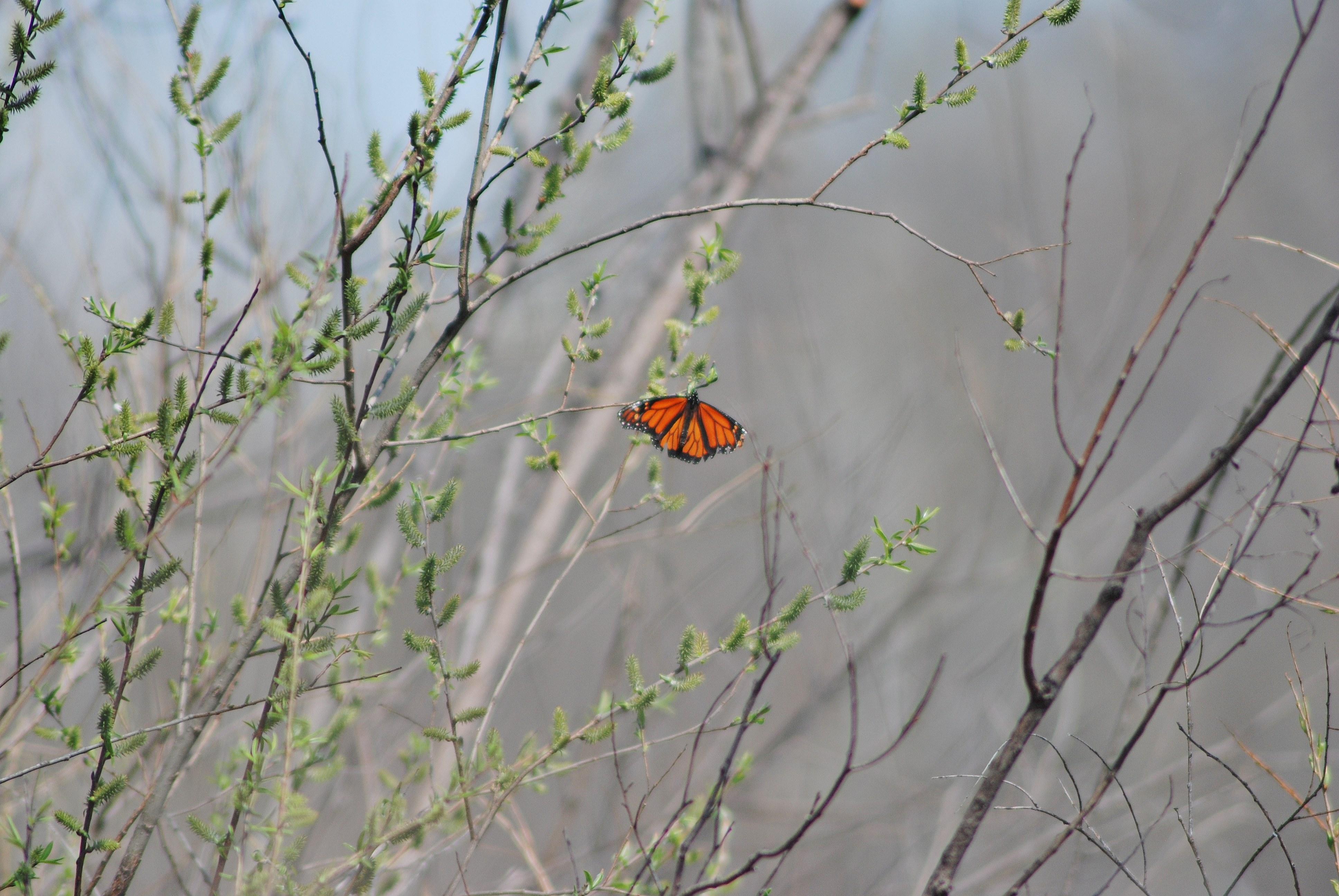 Did the Monarch Butterfly in Minnesota Come from Mexico