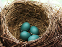 Robin nest with four eggs