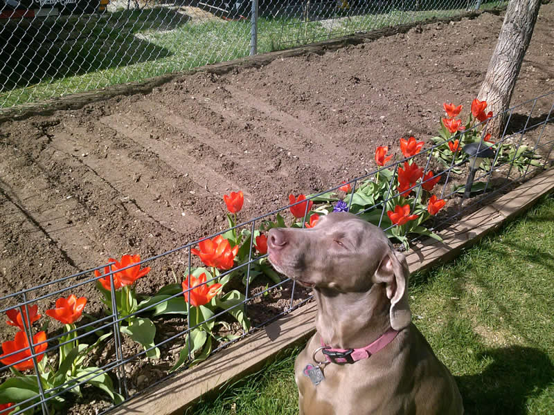 tulips and dog enjoying the sun