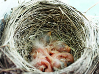 Newly hatched baby robins