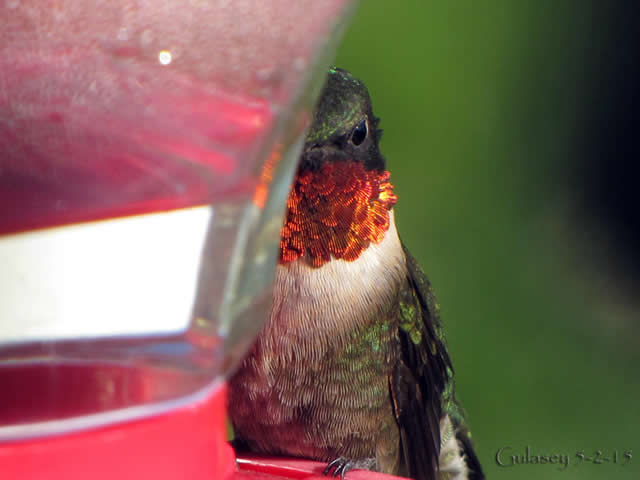 female at feeder