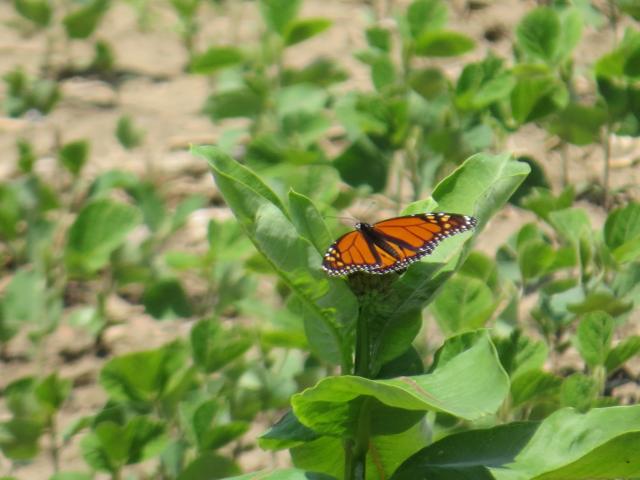 Male monarch butterfly in milkweed patch
