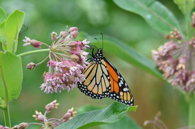 Monarch Butterfly Nectaring on Milkweed
