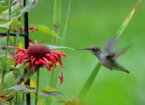 Hummingbird Feeding at Flower