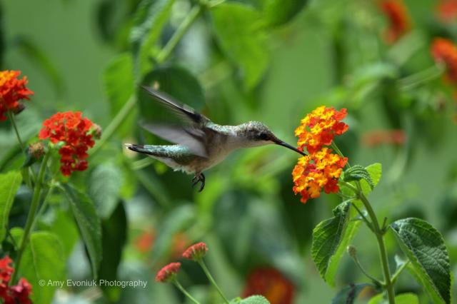 Hummingbirds at flower